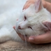 Leukaemia Symptoms In Middle-Aged Cat Females
