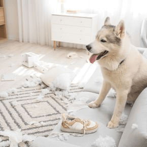 A dog sitting on a sofa by a floor covered in shredded toilet roll and mess