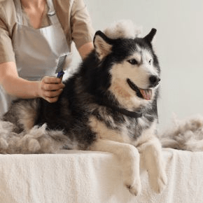 A husky dog on a table with a white tablecloth getting groomed with fur around them.