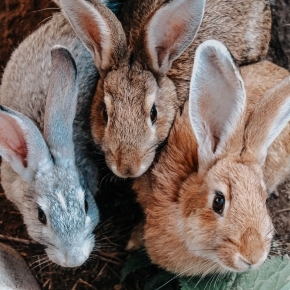 Three rabbits - Weybridge Vets