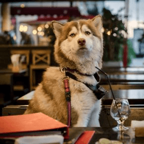Dog sitting at a table at a restaurant with a glass and straw
