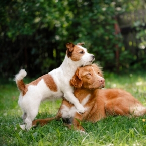 A dog resting their head and paws on another dog in a grassy area