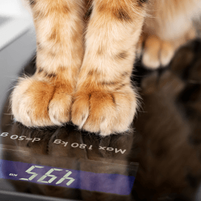 paws on a weighing scale