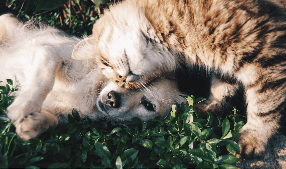 Essentials Pet Health Plan | Weybridge Vets