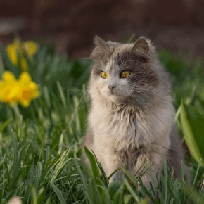 Long haired grey cat sat in long green grass with yellow daffodils in background
