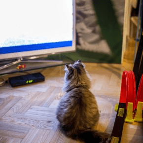 A cat sat in front of a TV