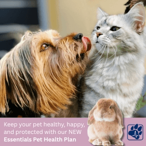 Light grey cat pulling back as a small brown dog leans forward to lick them, plus a purple banner with a rabbit, a blue pawprint and the words: keep your pet healthy, happy, and protected with our new essentials pet health plan