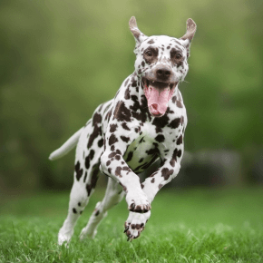 Dalmatian dog running on grass with tongue out