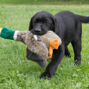 Black labrador puppy holding stuffed toy duck in mouth walking on grass