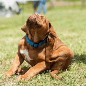 A brown puppy itching itself outside in a green space.