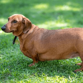 An overweight sausage dog stood outside on the grass